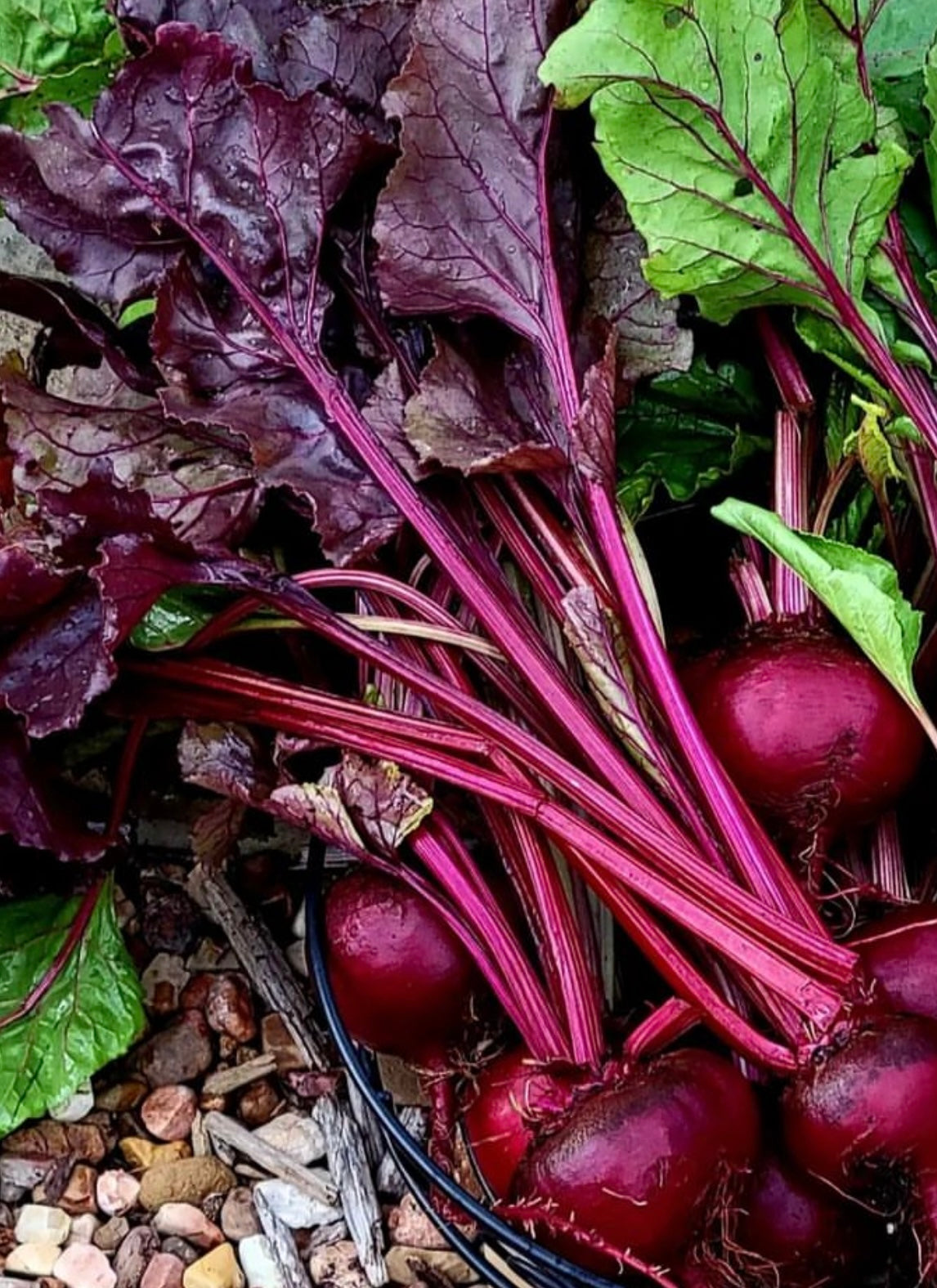 Dark red Bulls Blood Beets with greens attached, Dark purple and pink in color