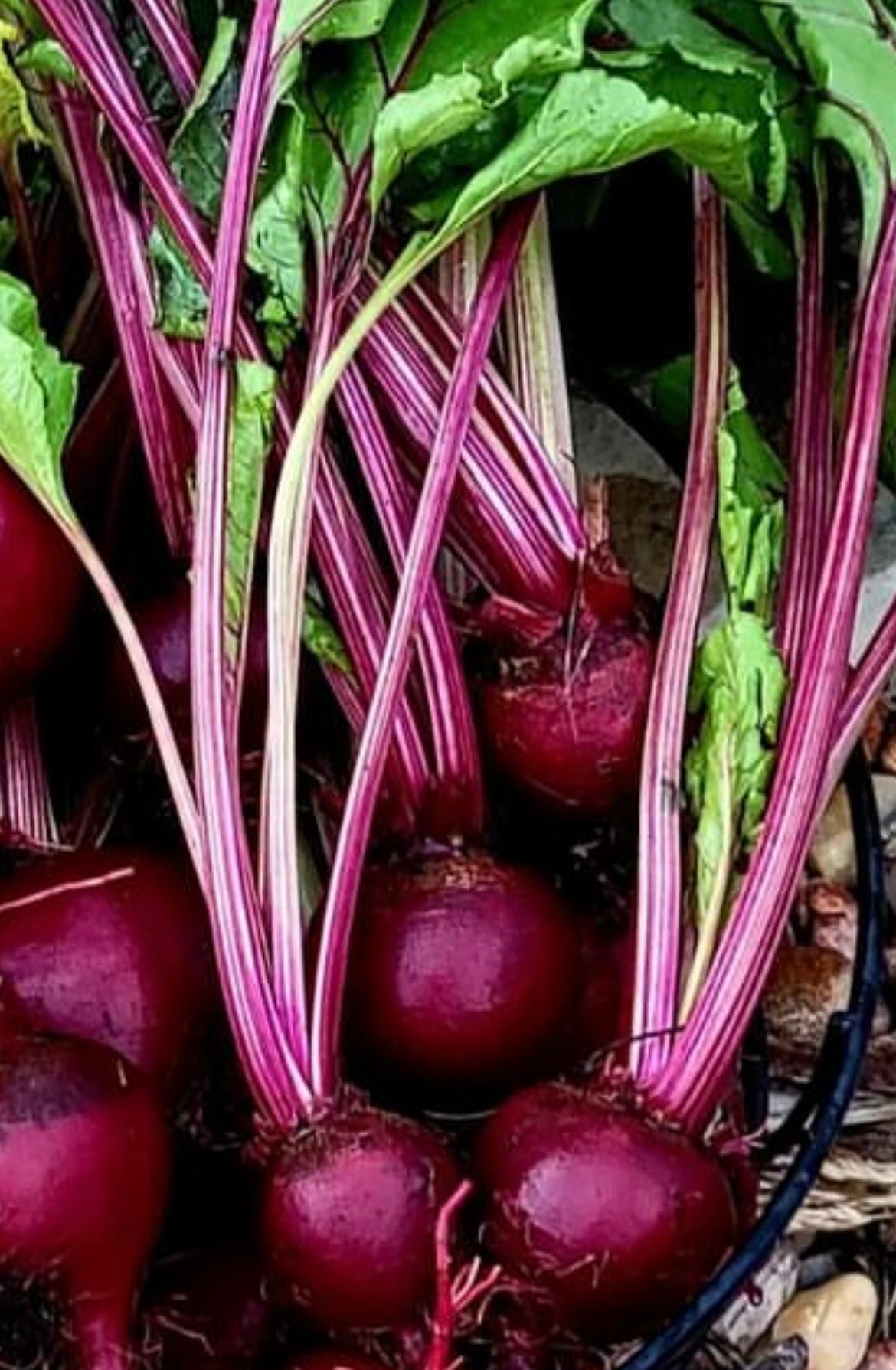 Dark red Bulls Blood Beets with greens attached, Dark purple and pink in color