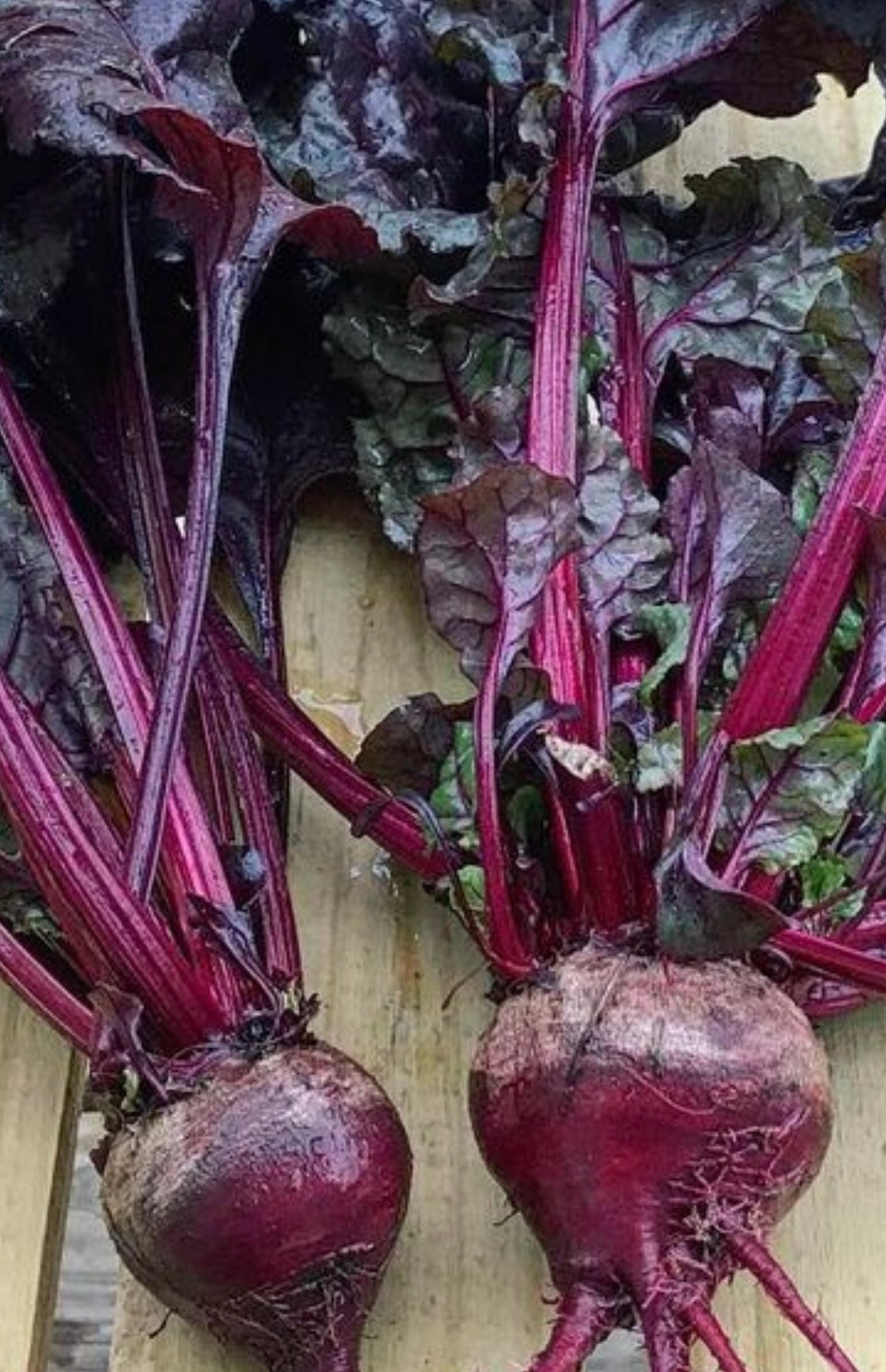 Dark red Bulls Blood Beets with greens attached, Dark purple and pink in color