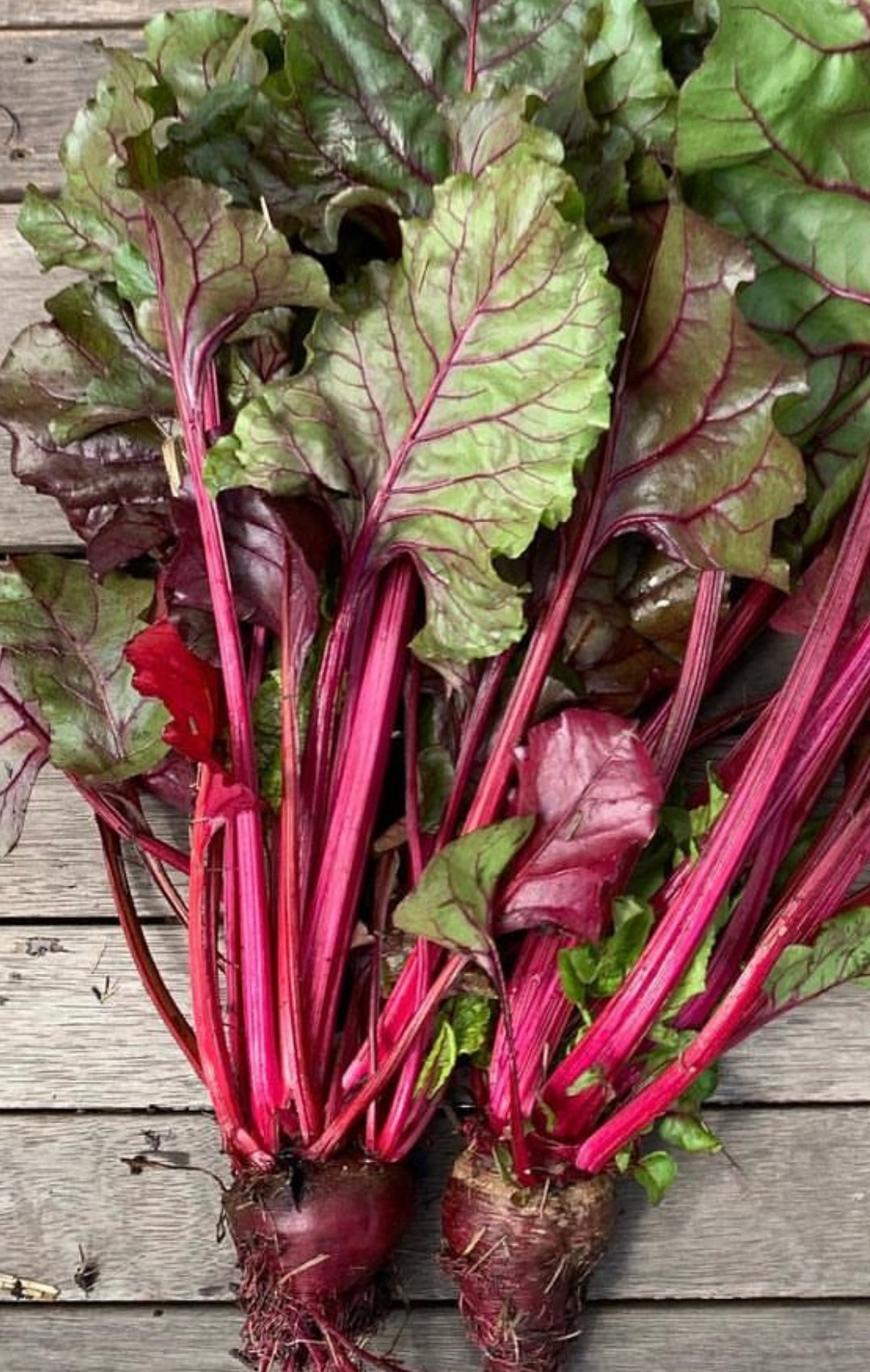 Dark red Bulls Blood Beets with greens attached, Dark purple and pink in color