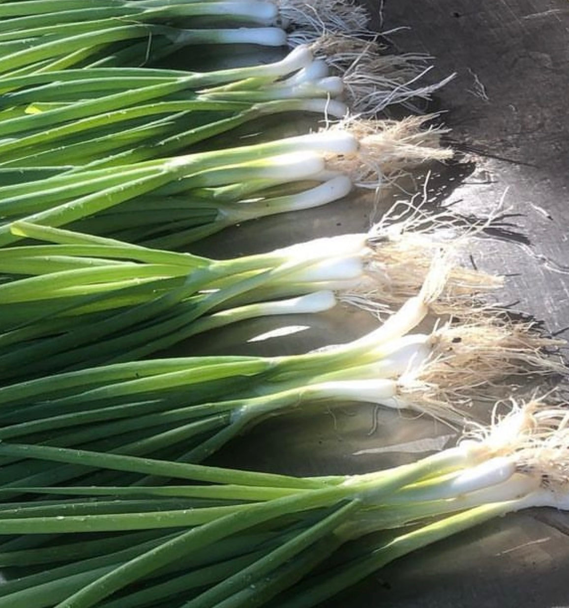 Tokyo Bunching Onion