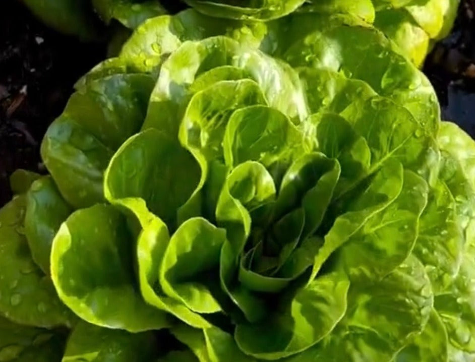 close up of head of buttercrunch lettuce with water drops