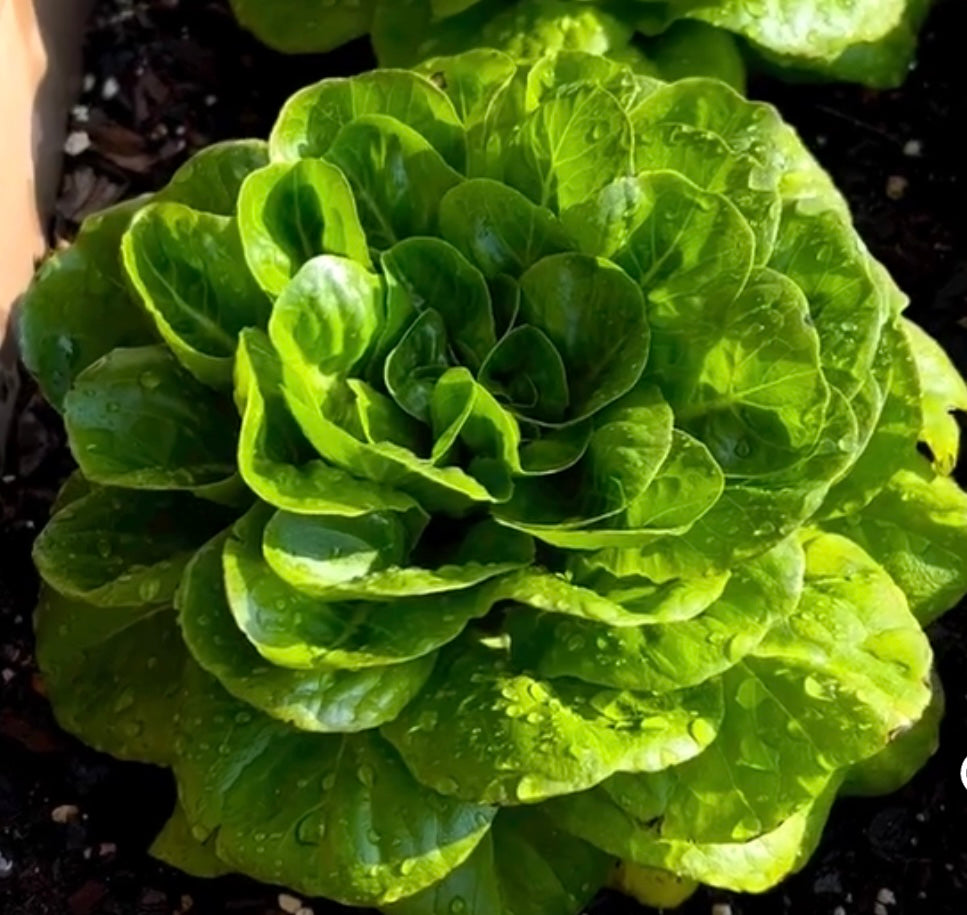 head of buttercrunch lettuce with water drops