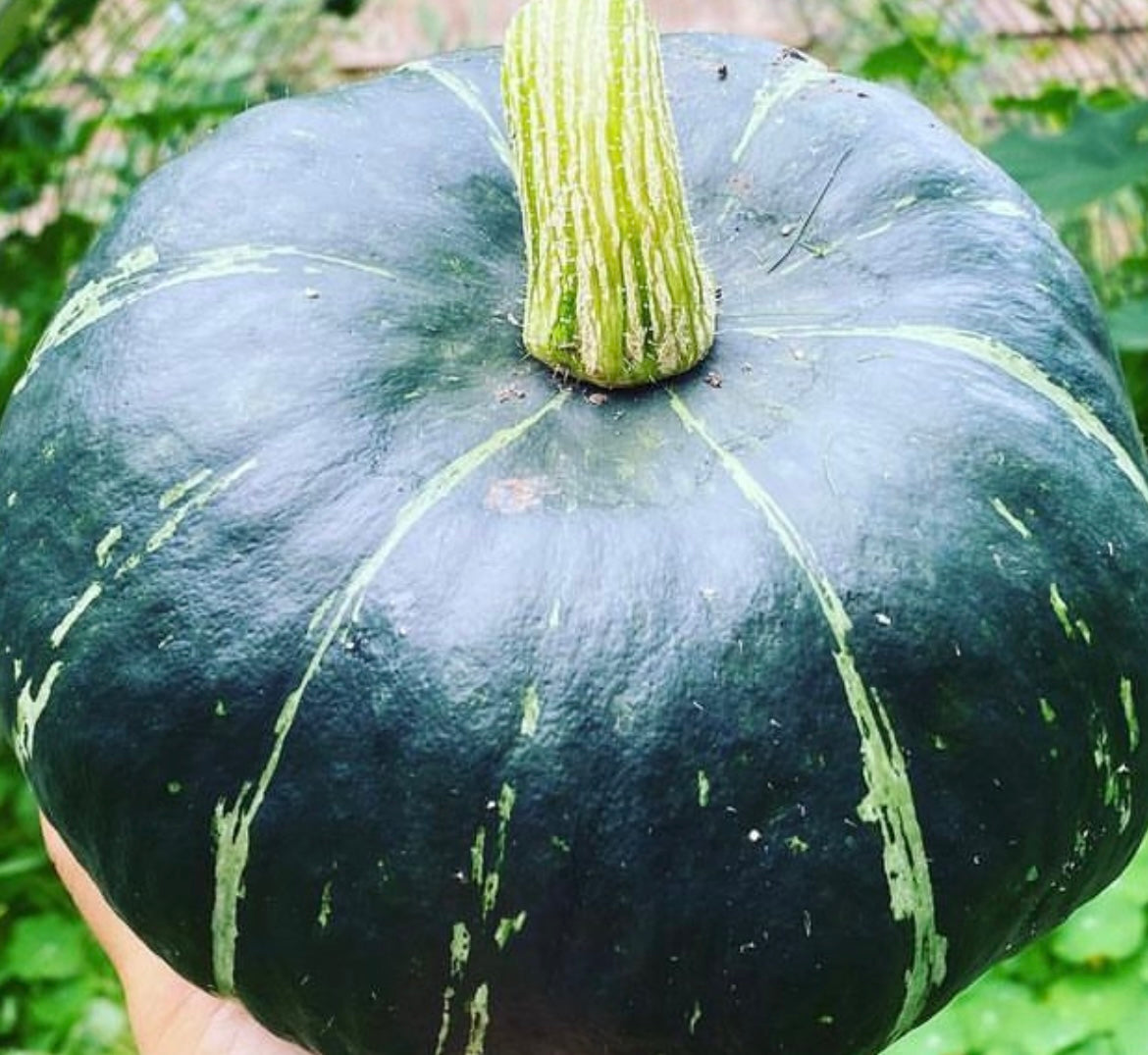 hand holding a large dark green Buttercup Bush winter squash with green stem