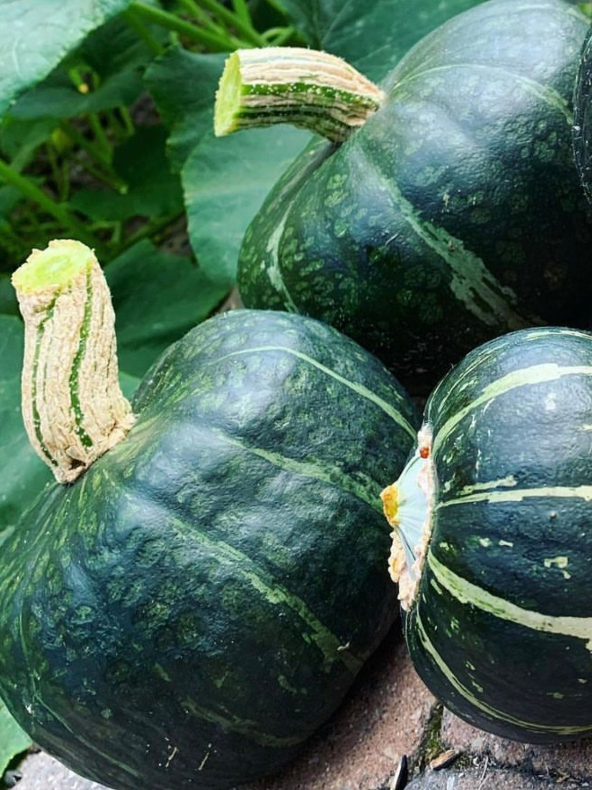 three buttercup bush winter squash with greens in background