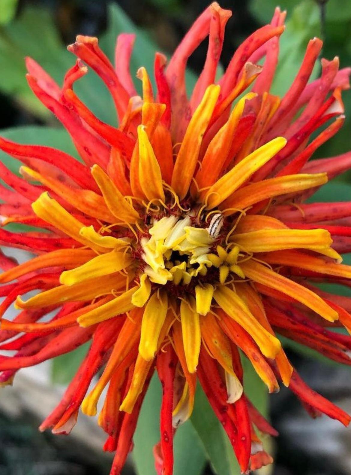 Cactus Zinnia Seeds