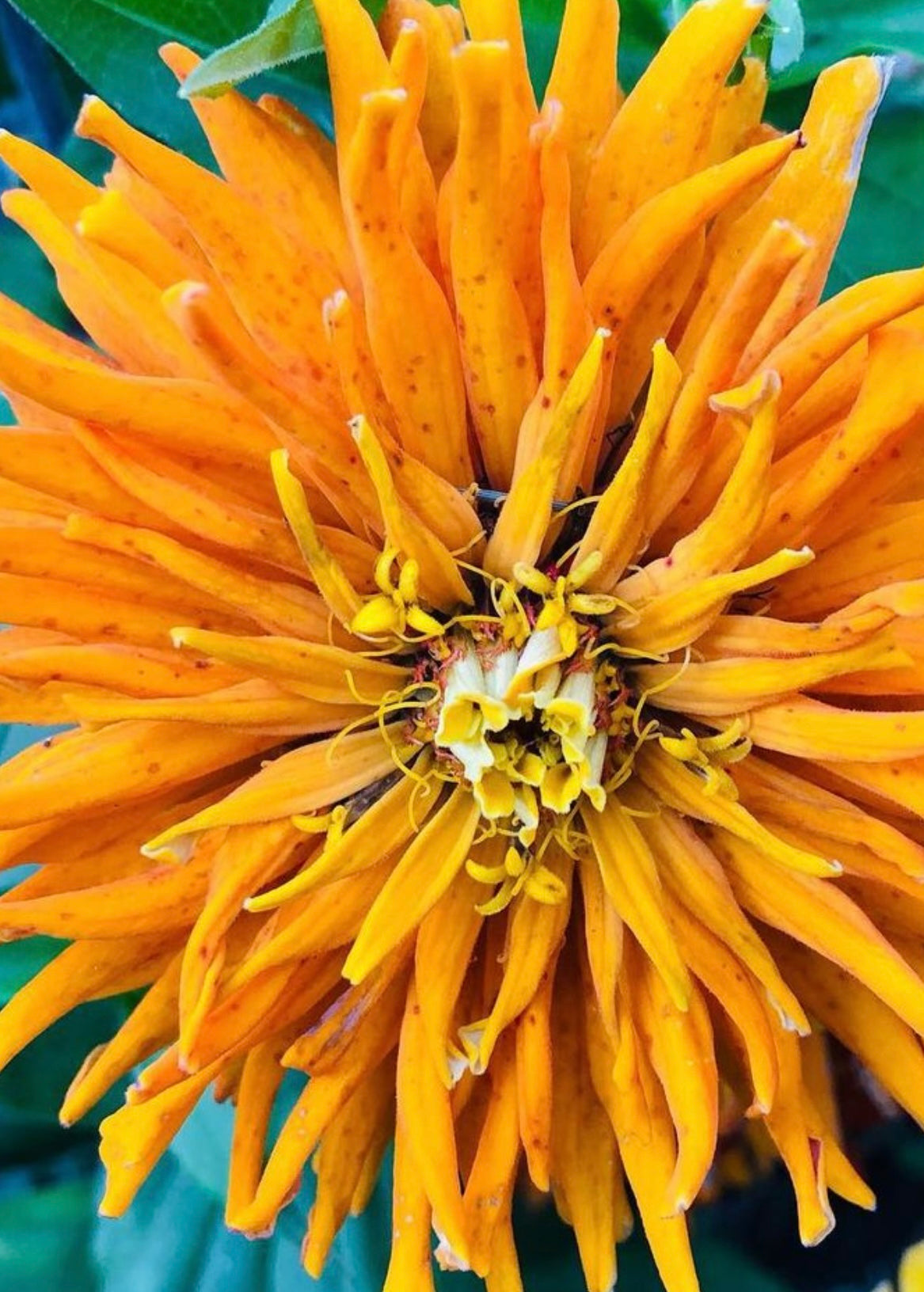 Cactus Zinnia Seeds