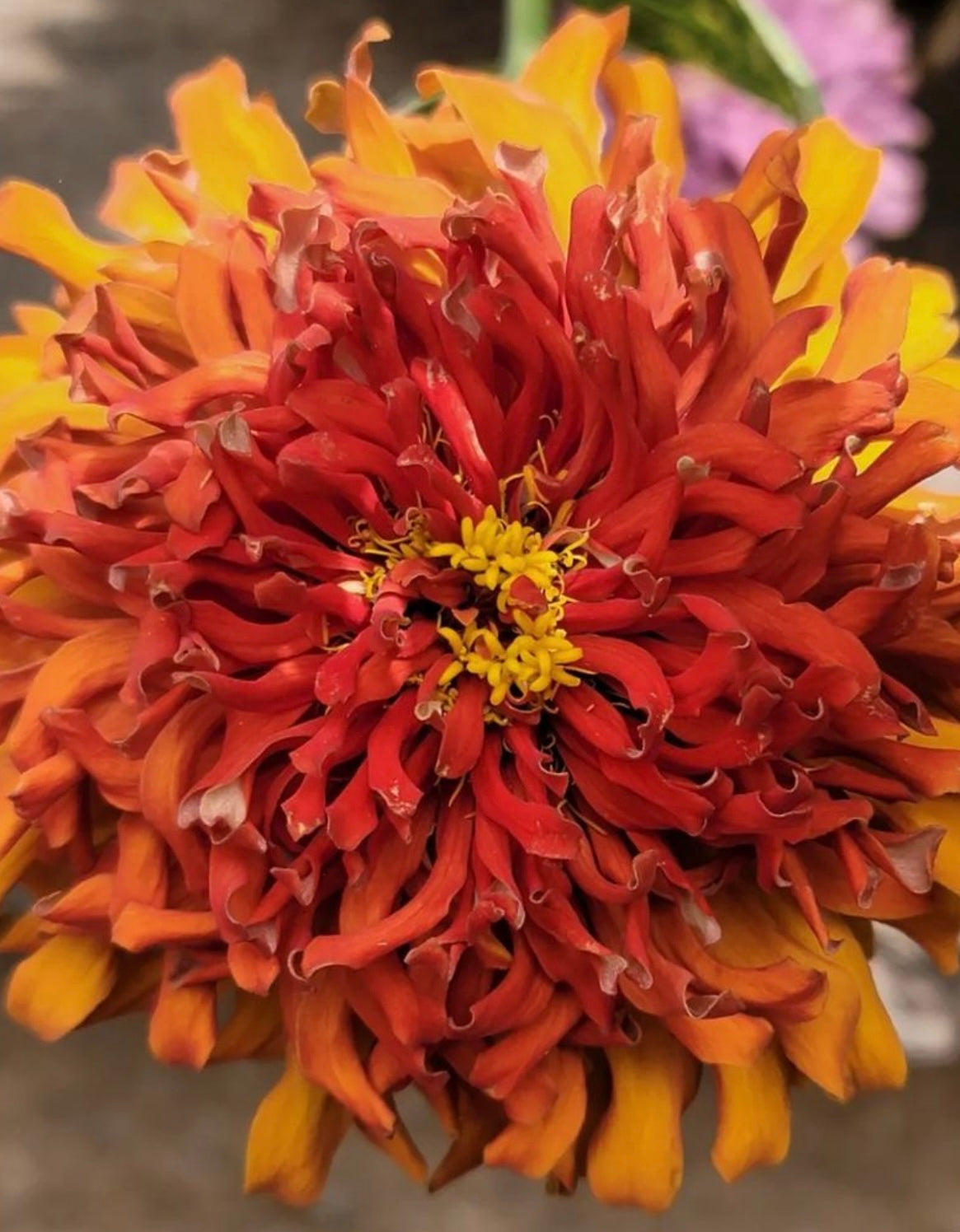 Cactus Zinnia Seeds