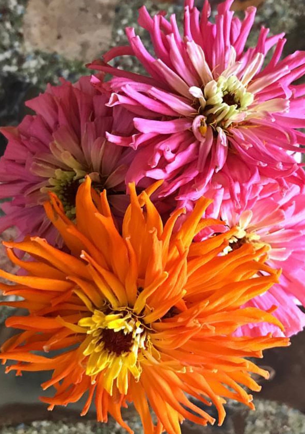 Cactus Zinnia Seeds