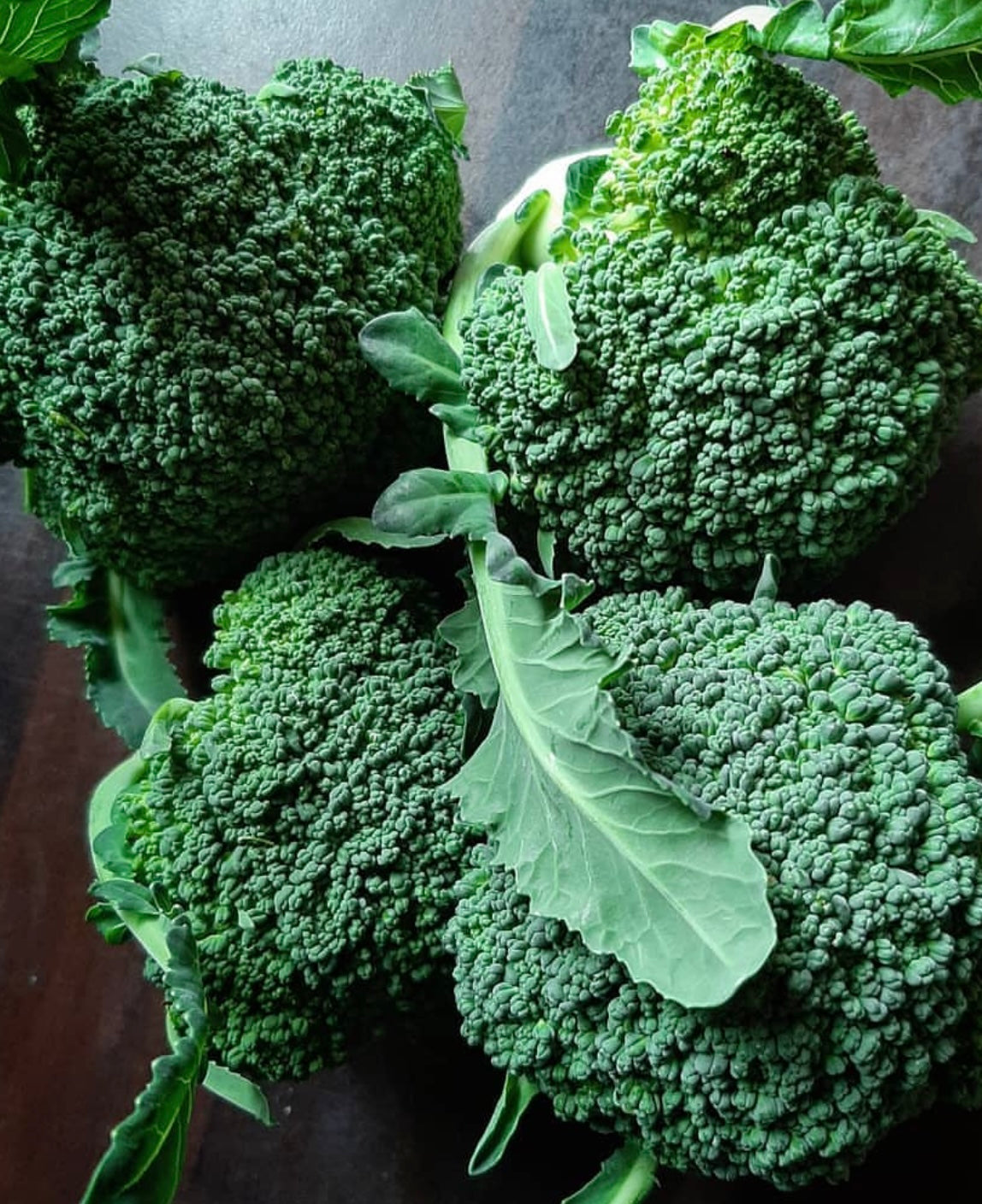 four heads of Calabrese Green Sprouting Broccoli with large green leaves on a brown table