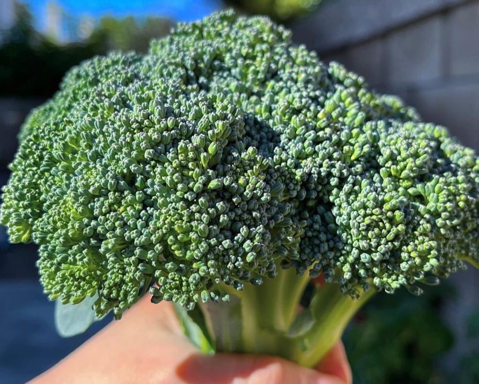 hand holding up a head of green sprouting broccoli