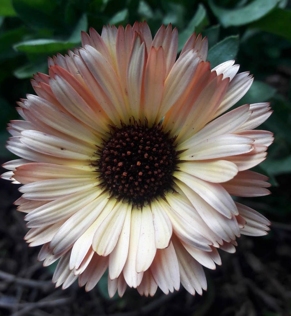 closeup of calendula bloom with peach and pink petals and a dark center