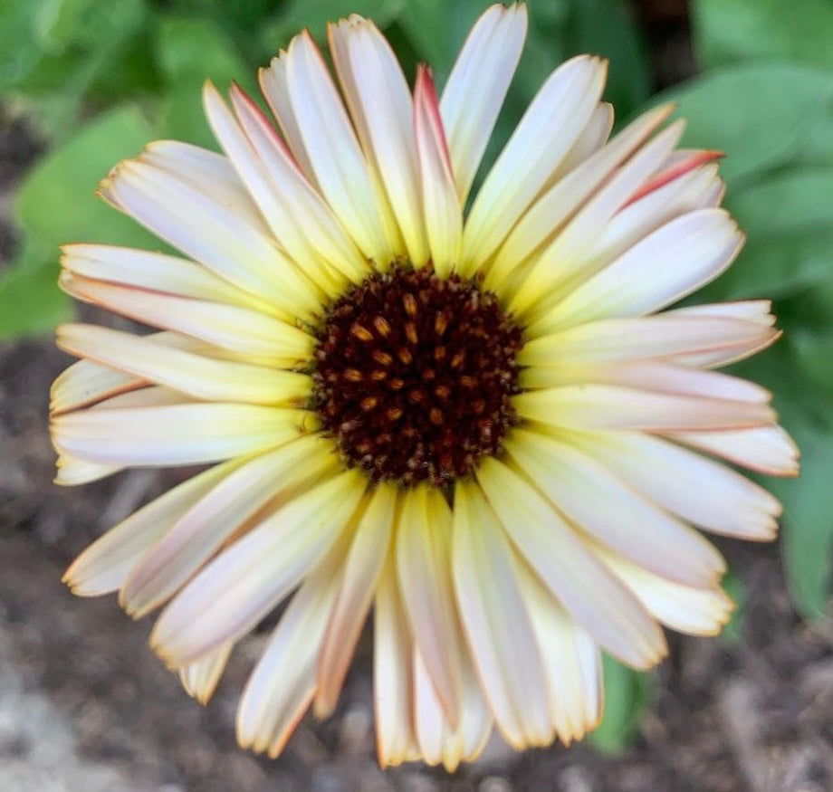 closeup of calendula bloom with yellow, white and pink petals and a dark center