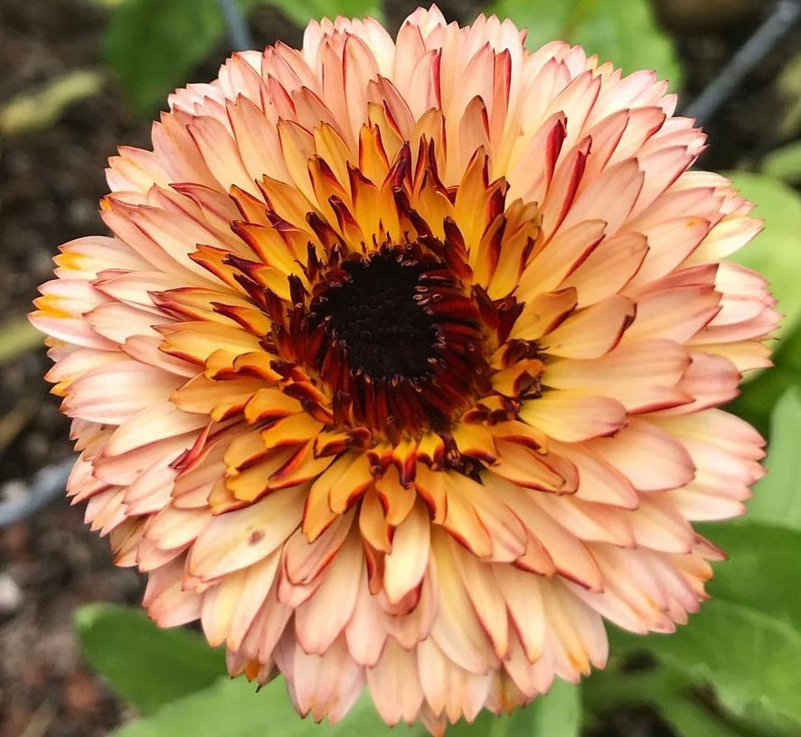 closeup of calendula bloom with peach and pink petals and a dark center