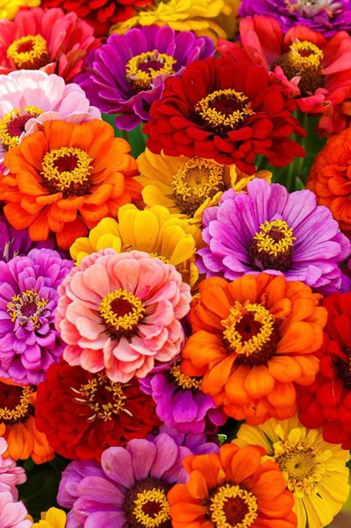 overhead view of California Giants Zinnia blooms from seeds in orange, pink, purple, and yellow