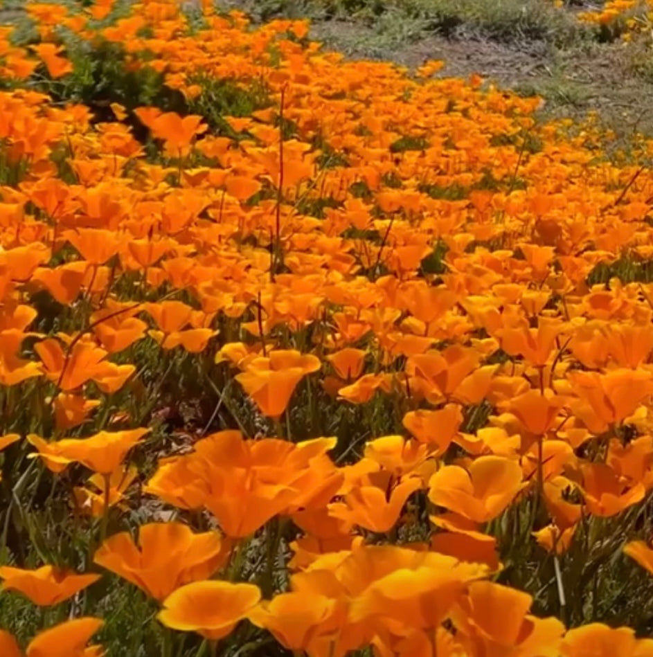 field of orange california poppy flowers