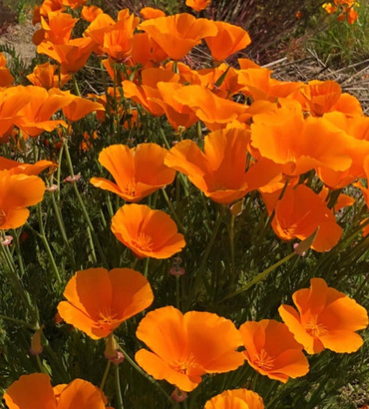 group of orange california poppys with green stems and leaves