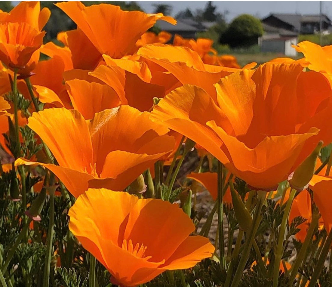 close up view of orange california poppy blooms 