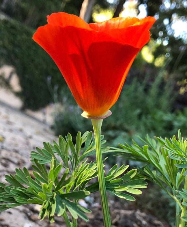 single Red Chief California Poppy flower bloom with green leaves