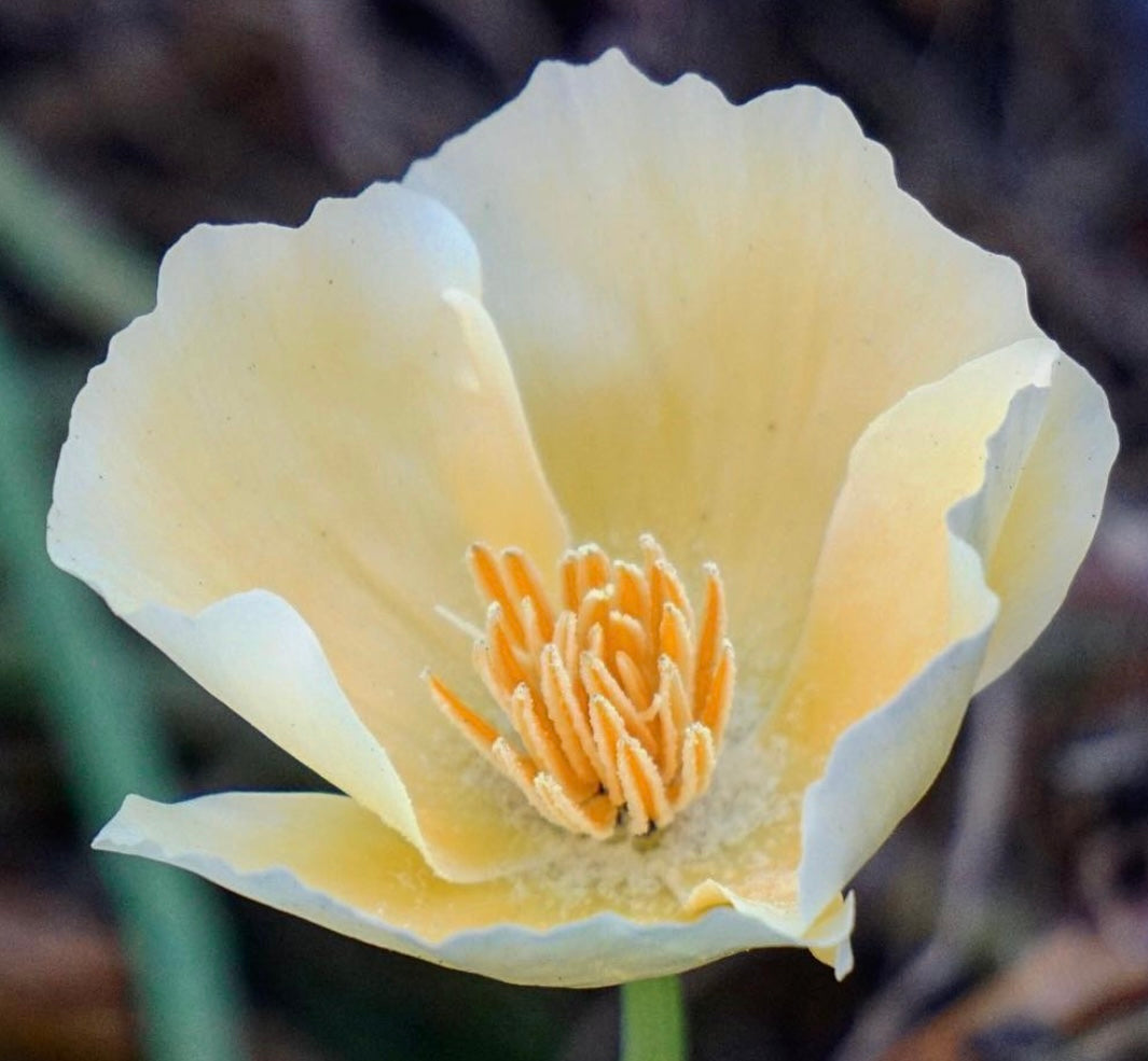 closeup photo of Ivory Castle White California Poppy Flower from seeds