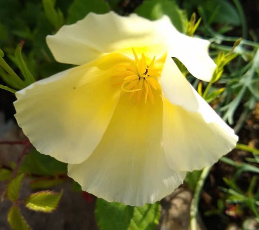 closeup photo of Ivory Castle White California Poppy Flower from seeds