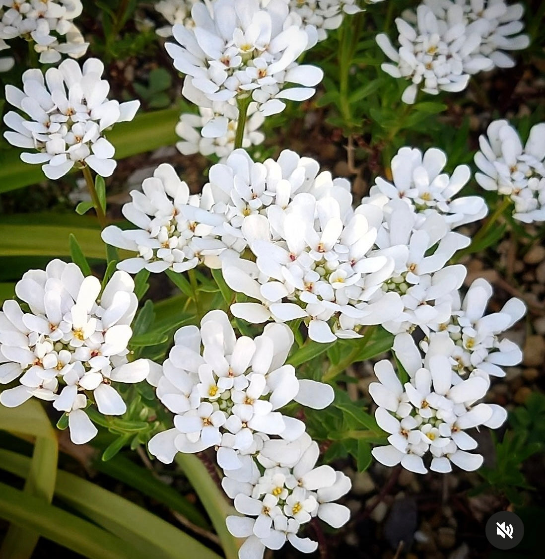 white Empress Candytuft flower blooms with green foliage