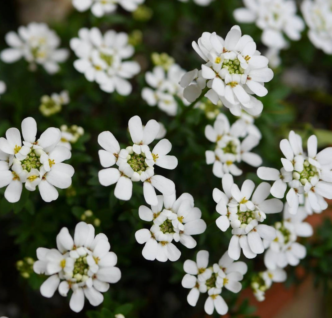 white Empress Candytuft flower blooms with green foliage