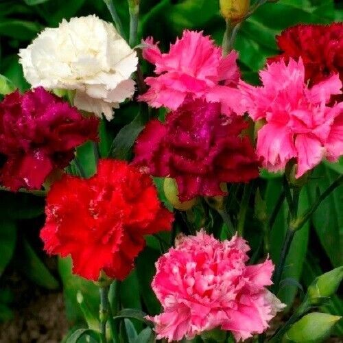 photo of Enfant De Nice Mix Carnation flowers in white pink red and white