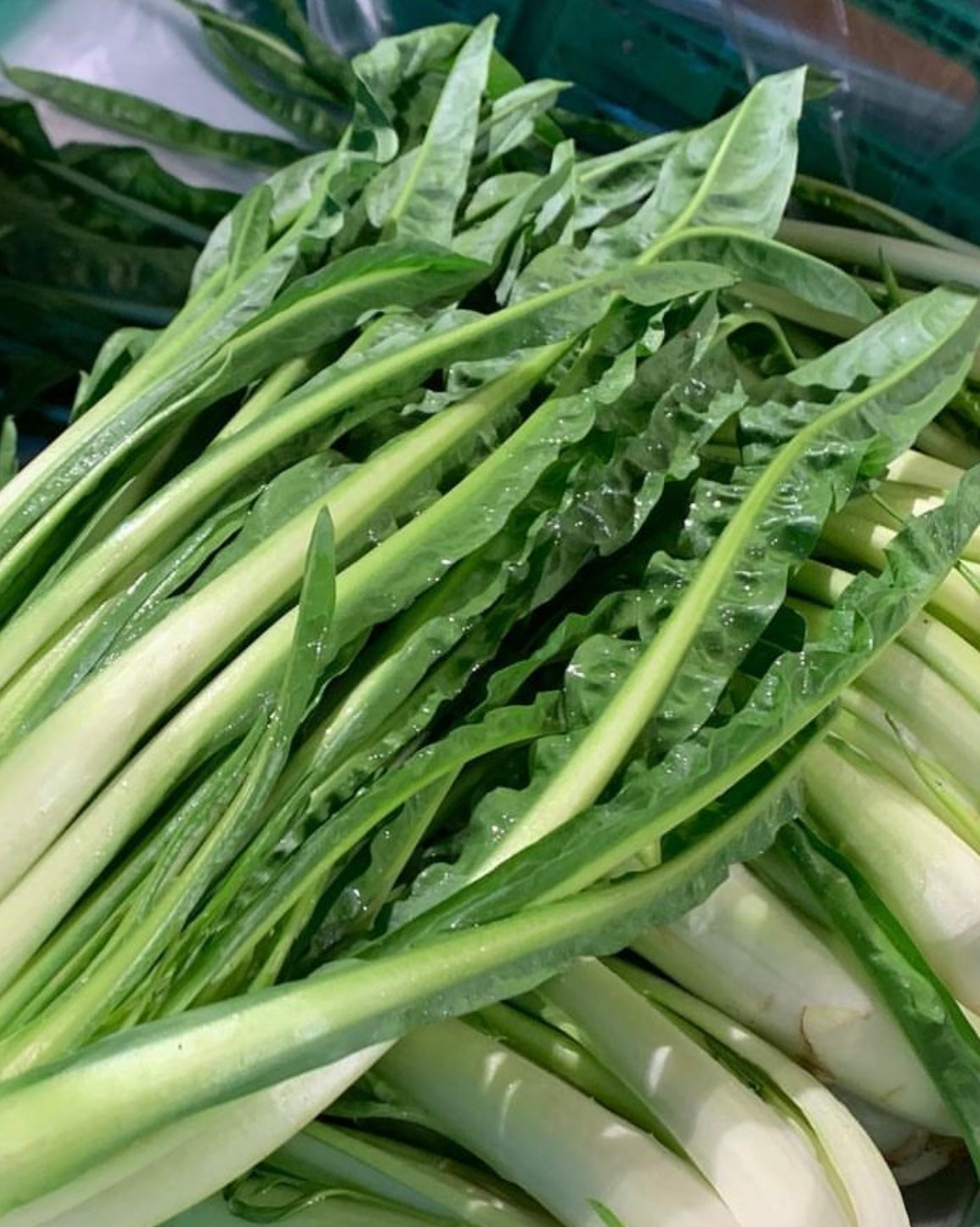 photo of cut Catalogna Puntarelle greens leaves