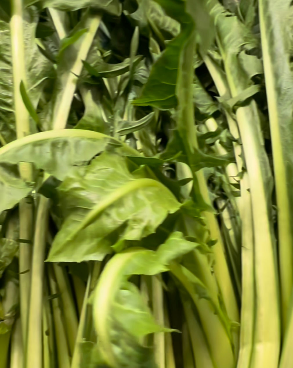 Catalogna Puntarelle Leaves after harvest