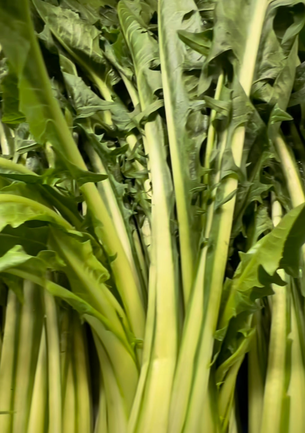 Catalonga Puntarelle leaves after harvest