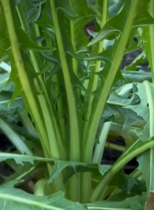 close up of Catalongna Puntarelle leaves