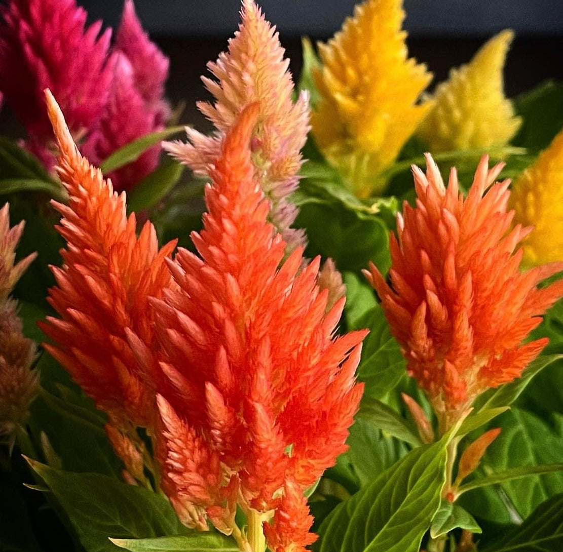 closeup photo of celosia Pampas Plumes Mix flowers in orange yellow and pink with green leaves