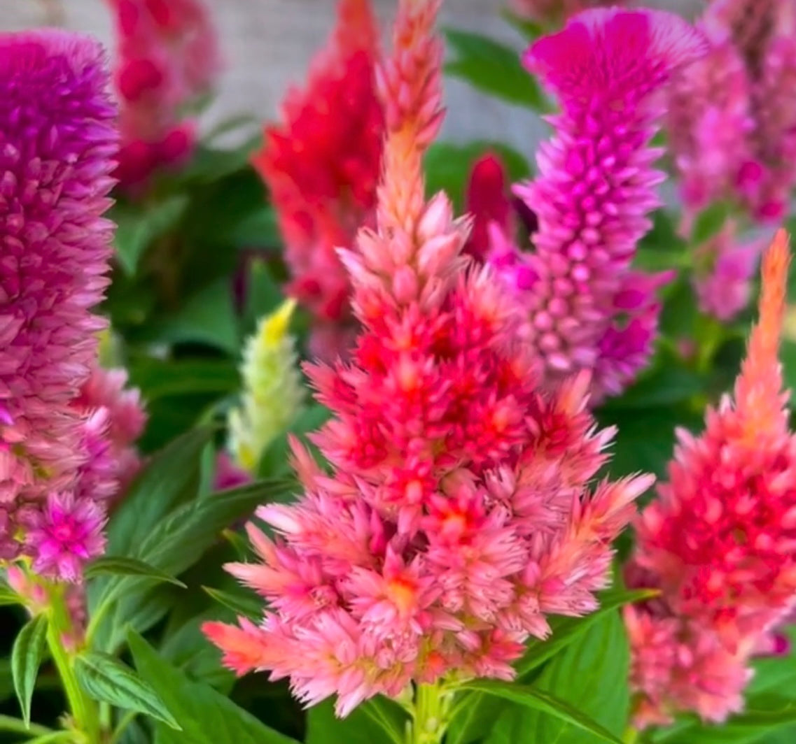 closeup photo of celosia Pampas Plumes Mix flowers in pink and purple with green leaves