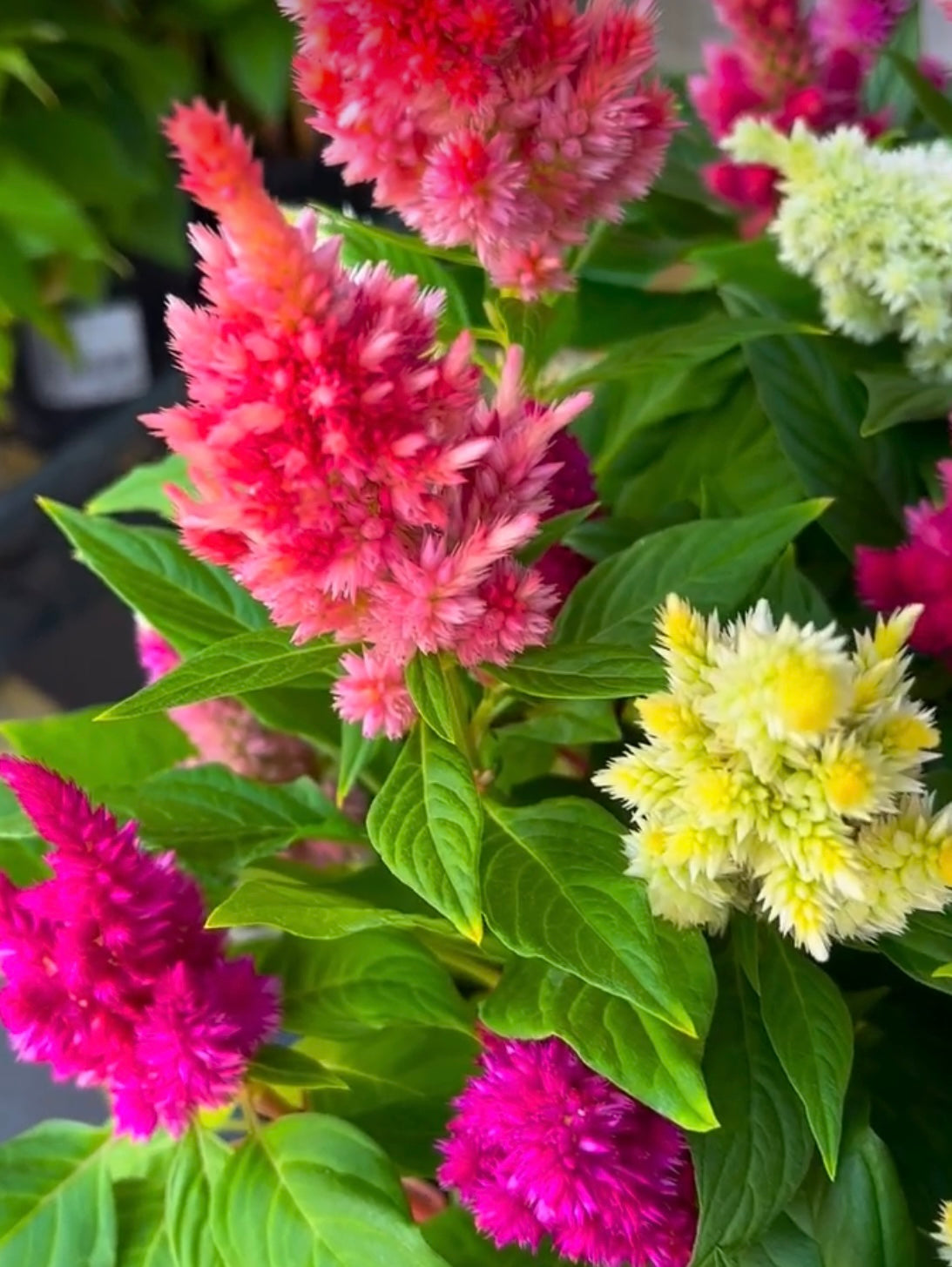 Colorful array of celosia Pampas Plumes Mix flowers with green leaves