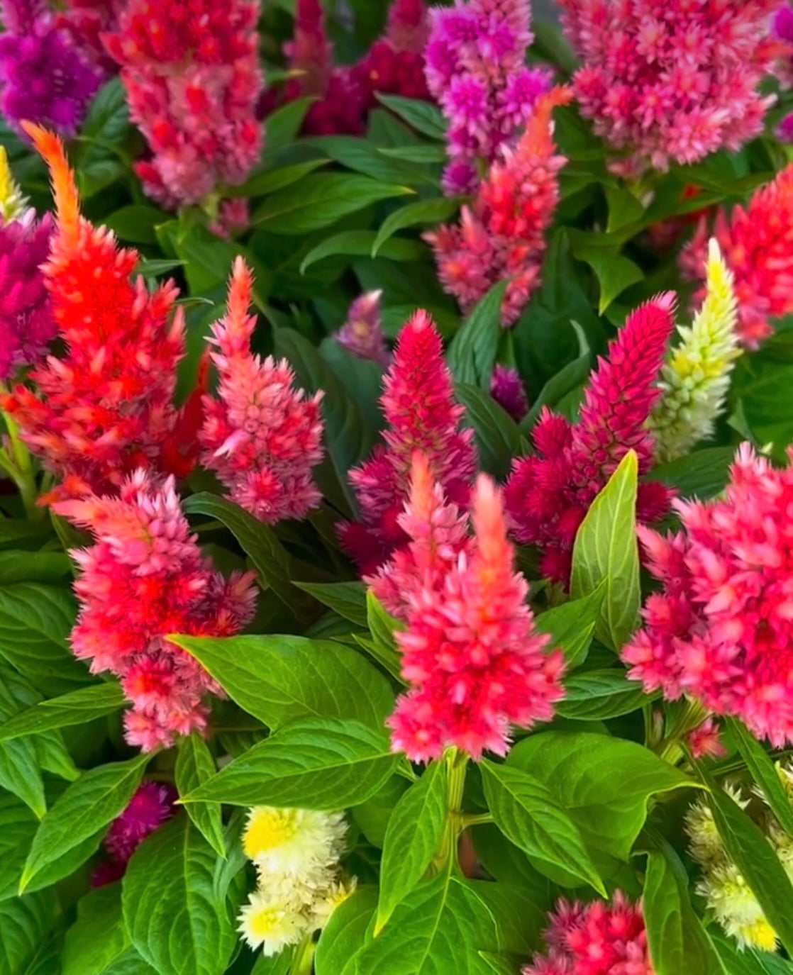 Colorful array of celosia Pampas Plumes Mix flowers with green leaves