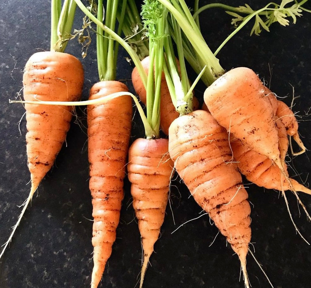 overhead photo of group of harvested chantenay carrots