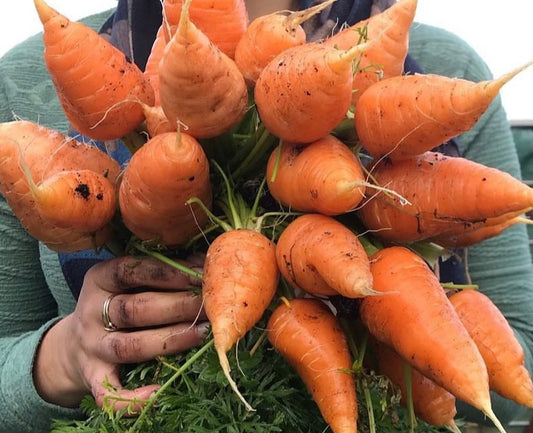 person holding a large group of harvested Chantenay Carrots