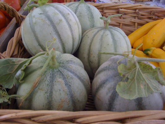 photo of Charentais Melons in a basket with yellow squash in backround