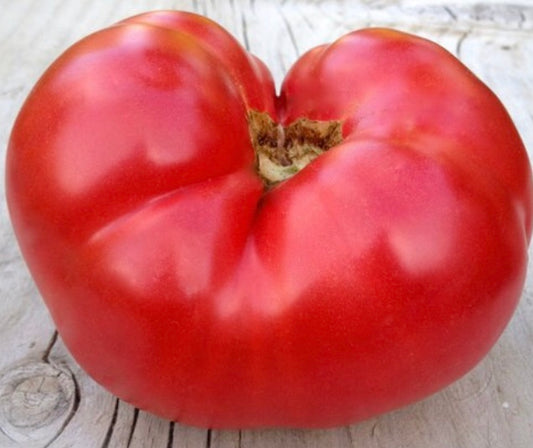 Rose de Berne Tomato