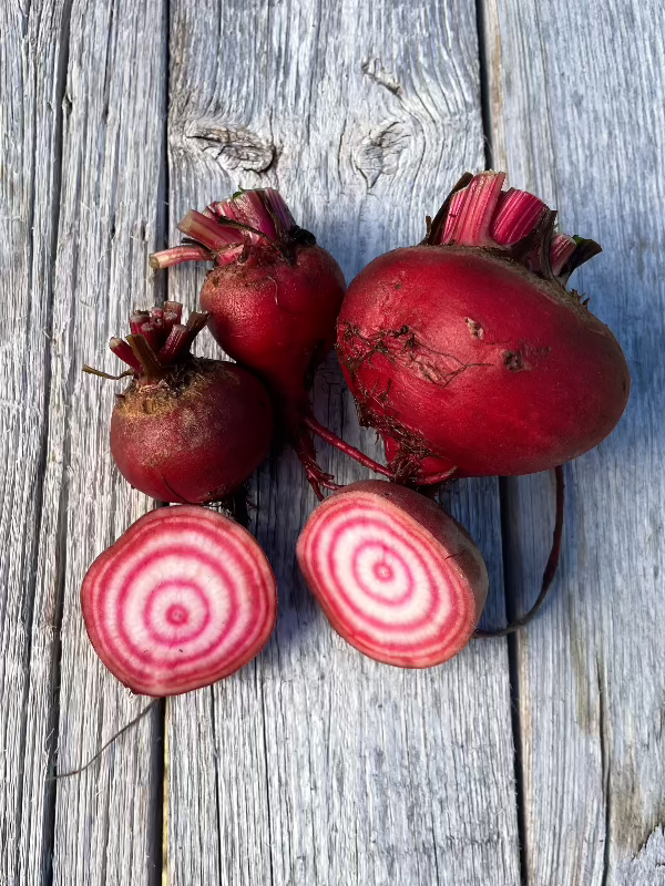 chioggia beet seeds heirloom variety