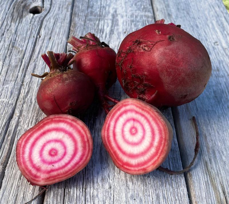 chioggia beet seeds heirloom