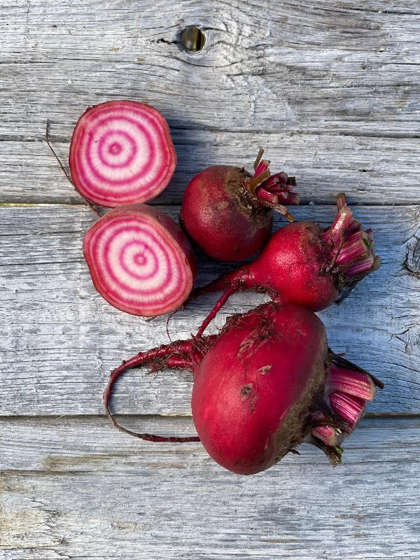 chioggia beet seeds heirloom variety