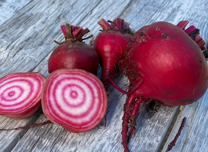 chioggia beet seeds heirloom variety