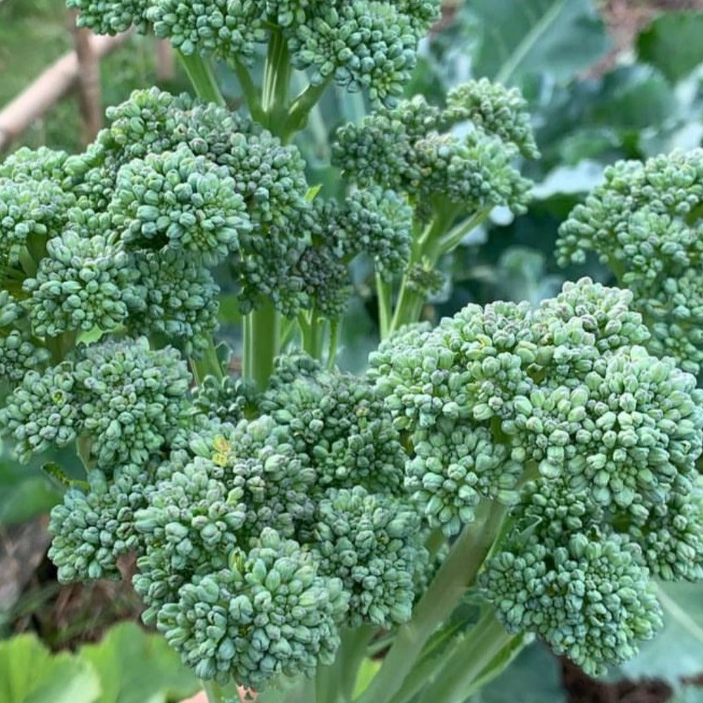 close up of broccoli ready for harvest with light green stocks