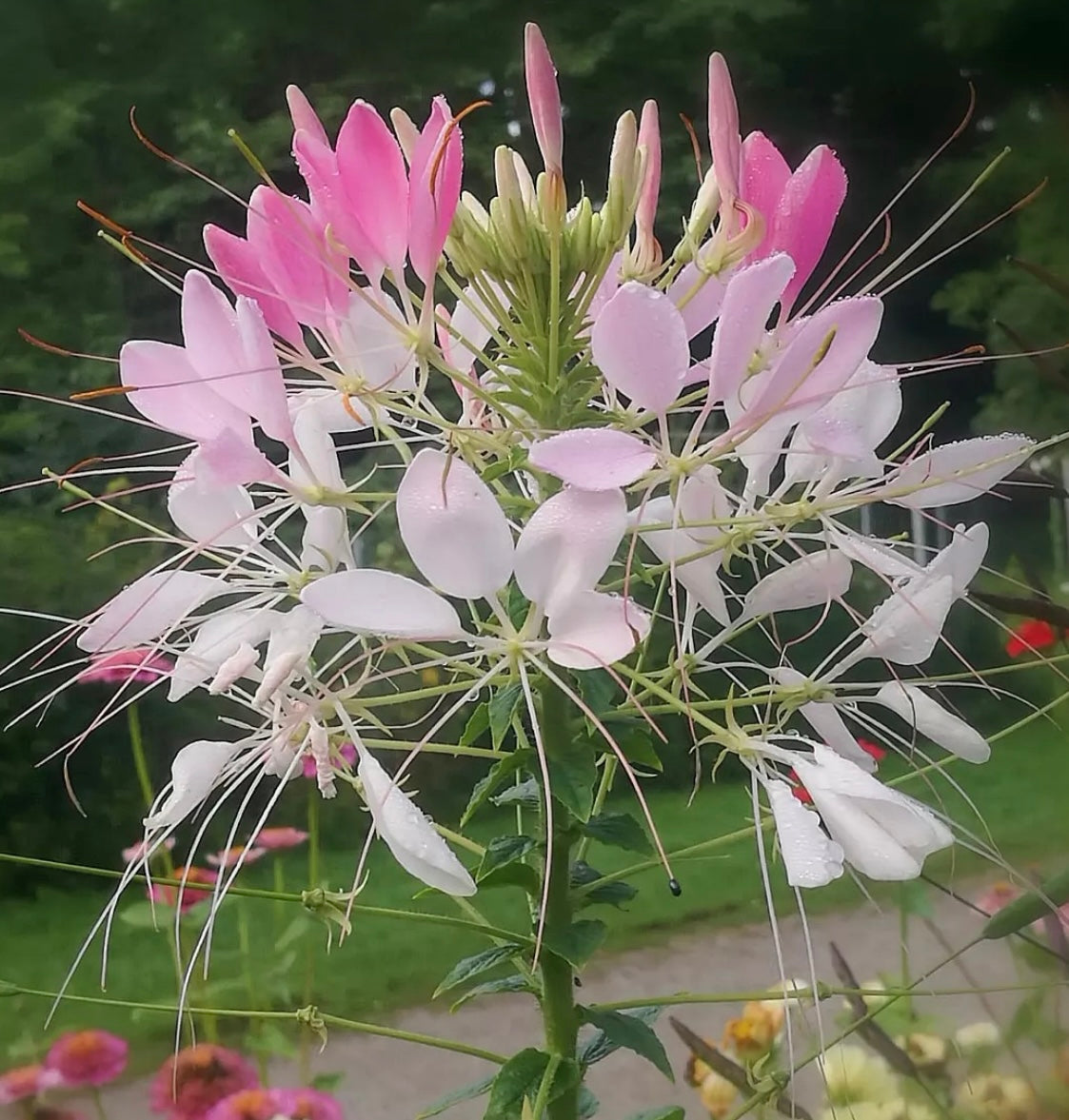 Spider Flower Mix Cleome flower blooms in pink and white with green foliage from seeds