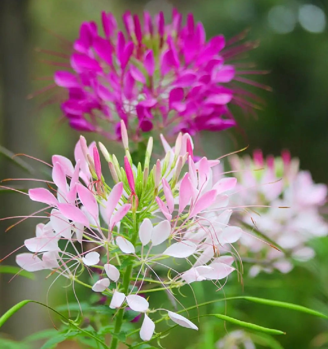 Cleome Spider Flower Mix from seeds in magenta, pink and white with green leaves and background