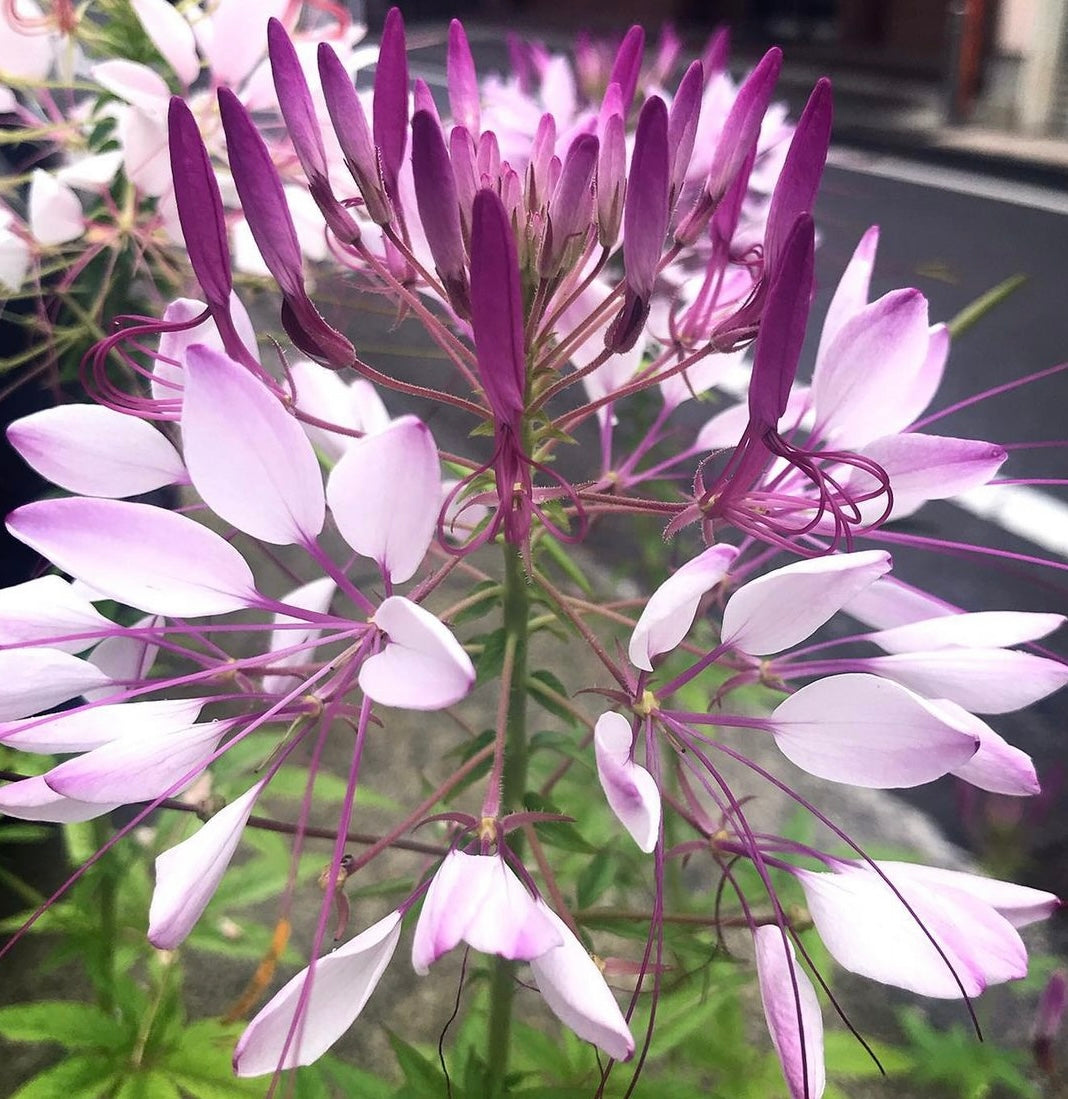 close up of Spider Flower Mix Cleome bloom in purple adn white petals from seeds