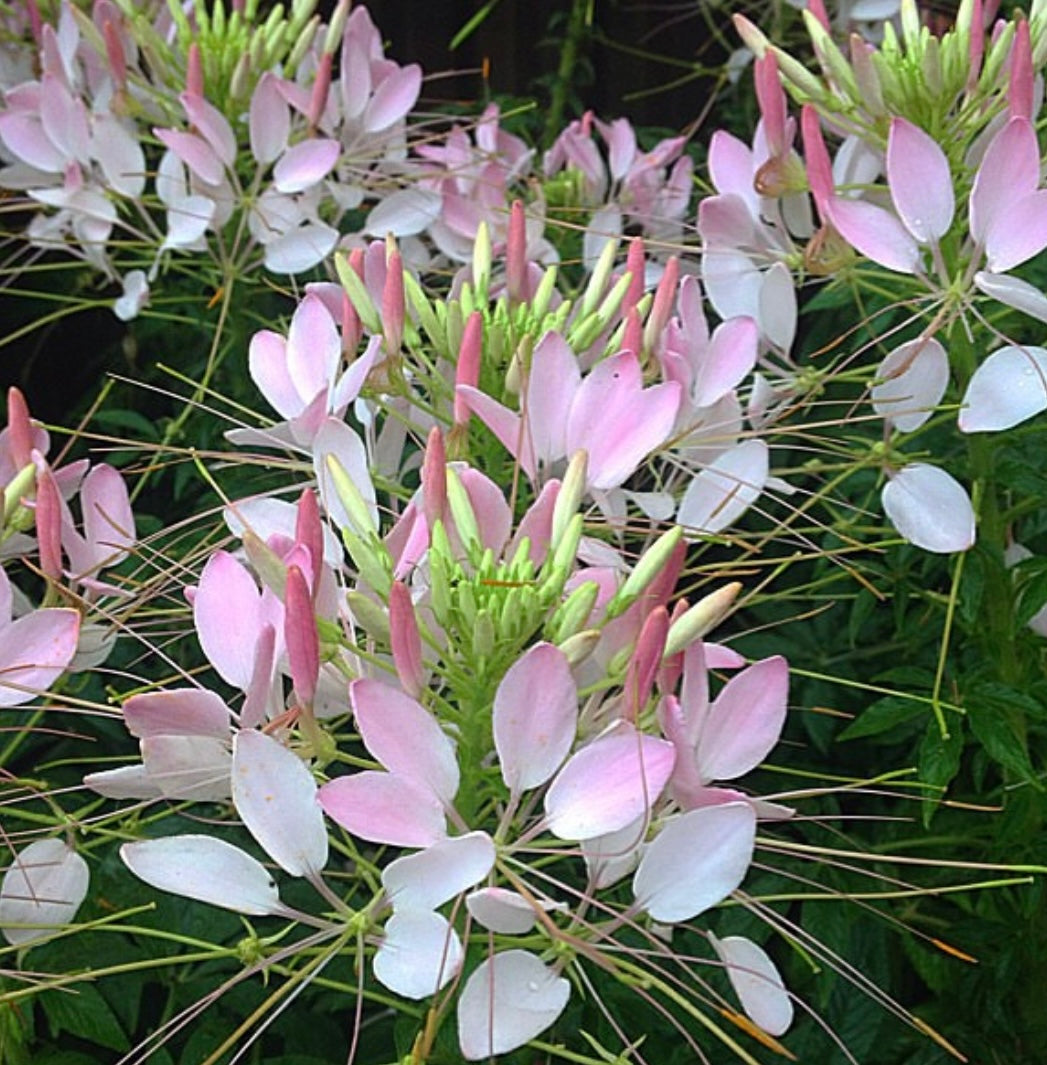 Spider Flower Mix Cleome flower blooms in pink and white with green foliage from seeds