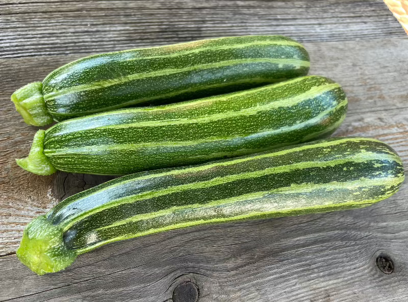 cocozelle summer squash heirloom zucchini seeds